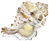 Sea Shells White Illustrations Sticker