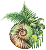 Watercolor Prehistoric Seashell Sticker